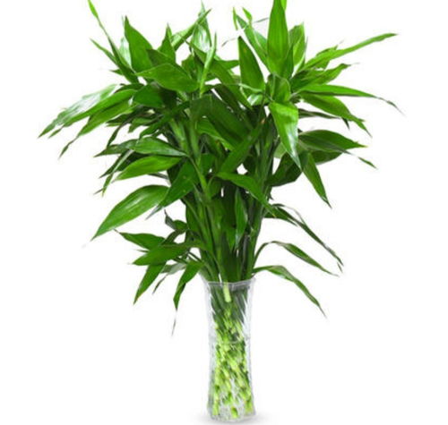 養富貴竹,用上2種 小藥片 ,植株長勢旺,不黃葉