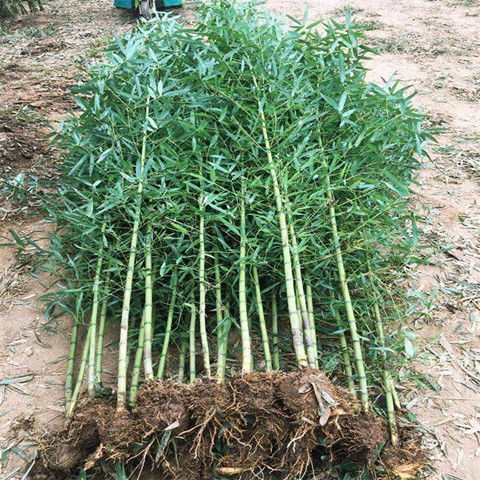 北方大竹子苗室外耐寒庭院大型根戶外小型種植風水筍四季常青植物