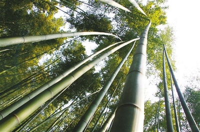 重慶:打造林業(yè)千億生態(tài)經(jīng)濟(jì)產(chǎn)業(yè)集群 - 植保 - 中國園林網(wǎng)