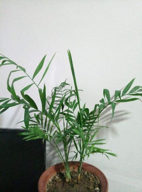 4種 貴氣竹 ,養一盆,格調高,家里氣質提八度