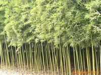 綠化工程各種竹子、淡竹、紫竹、毛竹、金鑲玉、剛竹、竹子