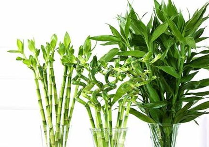 養(yǎng)富貴竹,用1種 水 ,葉綠根壯,大白根呼呼竄 柳樹枝