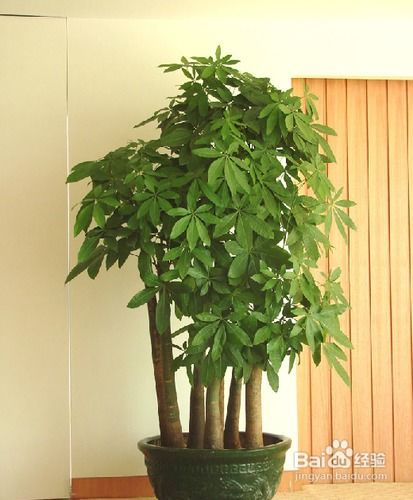 室內(nèi)適合養(yǎng)什么樣的花