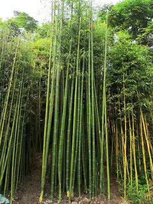 早園竹苗新早園竹子價(jià)格