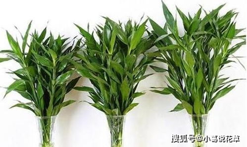 買回來的富貴竹,用這種方法養(yǎng),生根快還不黃葉