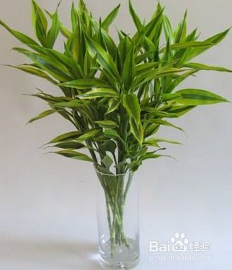 適合室內(nèi)栽種的喜陰植物有哪些