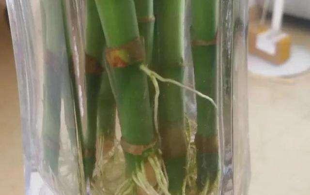 養(yǎng)花必須先養(yǎng)根,這2種 澆花水 多澆點,根系白嫩,爆盆簡單