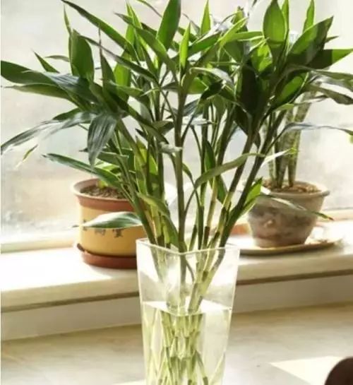 陽臺客廳必備的 2種 招財花,越是年底越要養(yǎng),寓意棒