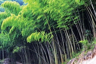 岑鞏縣代家坡大面積引種楠竹 種出 竹空調(diào) 享20 盛夏