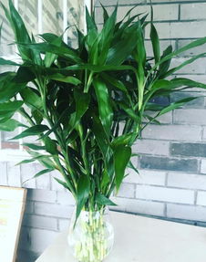 4種 值得 養(yǎng)的花卉,好看又好養(yǎng),養(yǎng)一盆好處多多