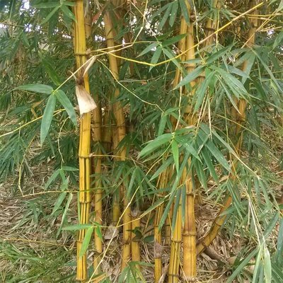 黃桿竹易成活景區(qū)栽種觀賞竹類竹苗庭院綠籬竹子