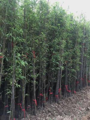 恭喜竹之雅園林綠化入駐苗木通,江蘇宋磊:主營(yíng)各種竹類