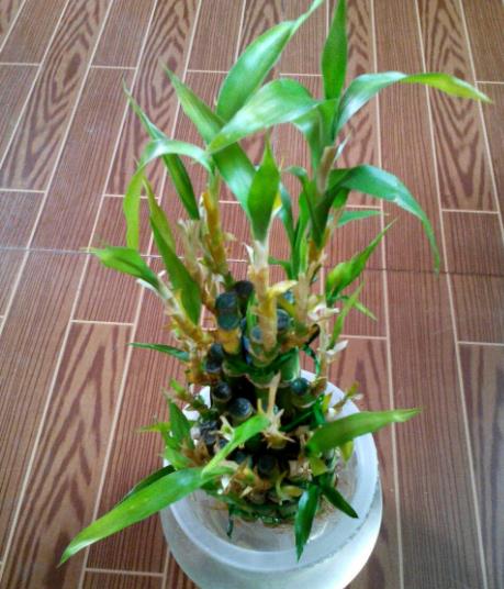偷學(xué)花店老板省錢養(yǎng)花法 給富貴竹喂3種 過期藥 ,嫩芽嗖嗖冒