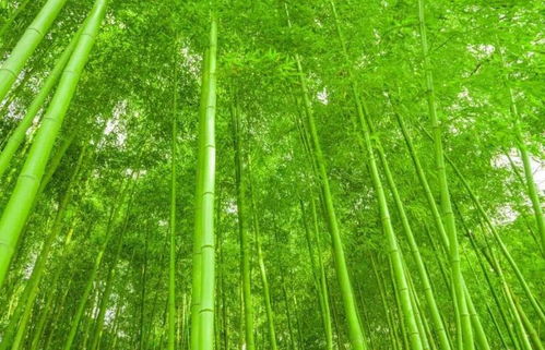 中國(guó)十大名貴竹子圖片