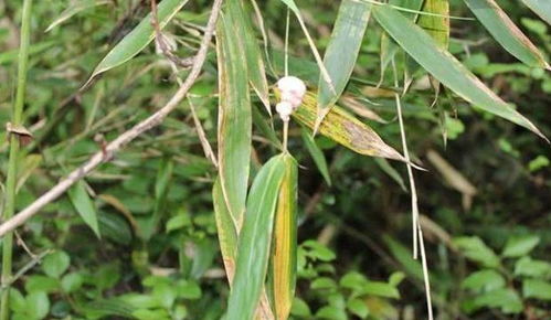 竹林一種寄生物,具有一定價(jià)值,見到請(qǐng)您珍惜一下