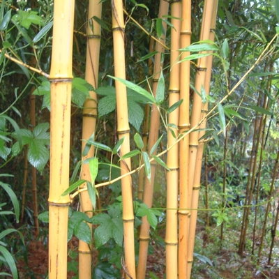 黃金竹小苗 景觀地被竹 園林綠化工程栽植 規(guī)格齊全種植竹