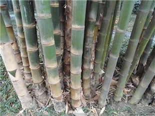 三農(nóng):甜龍竹種植增綠又增收 甜龍竹的種植與管理