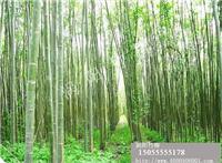【渦陽竹柳基地】公司_產品_報價_介紹_圖片_下載.