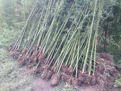 青皮竹種植基地, 青皮竹批發質優價廉