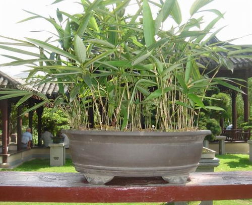 陽臺缺點 風景 ,種4種 竹子 ,養竹可得勤快點,要不就黃葉