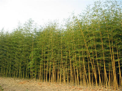 金鑲玉竹、剛竹子、青竹子、紫竹、早園竹、慈孝竹、佛肚竹、鳳尾竹、毛竹、箬竹、淡竹、鋪地竹賽錦園林批發(fā)