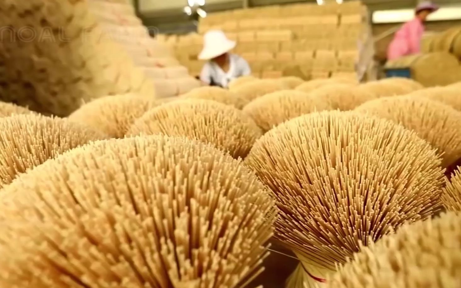 驚人的竹子種植技術(shù) - 工廠竹制品加工 - 竹子收獲機(jī)