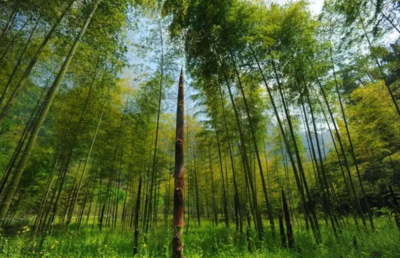 如何促進(jìn)筍竹產(chǎn)業(yè)發(fā)展?筍竹產(chǎn)業(yè)發(fā)展現(xiàn)狀