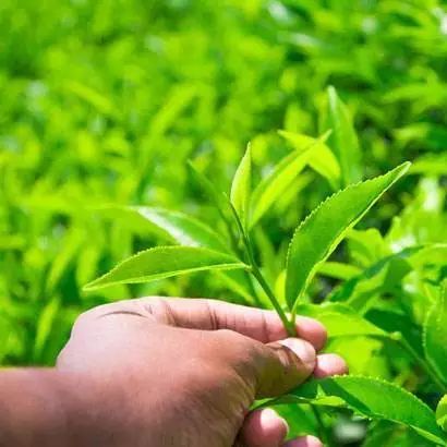 菇會跑 竹生米 蕉嶺山珍來為羊城添年味