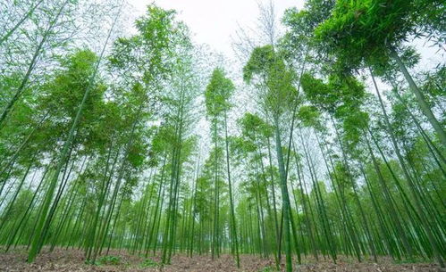 蒲江櫻桃 明月雷竹筍入選2021年首批國家農產品地理標志登記產品