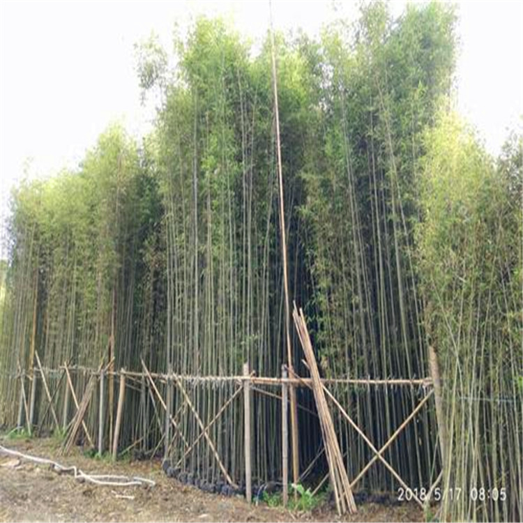 剛竹批發 福建剛竹種植基地 品種齊全 量大價優