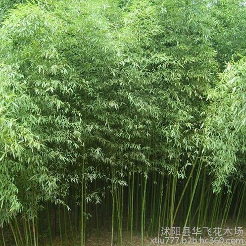 【竹子 剛竹 毛竹 淡竹 紫竹 早園竹 綠化竹子批發】價格_廠家_圖片